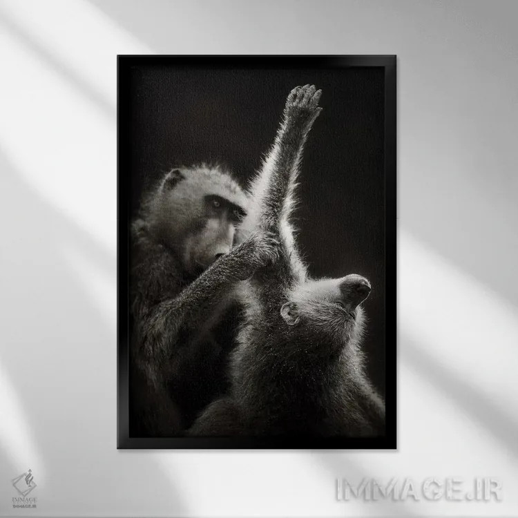 تابلو دکوراتیو بابون های چاکما در حال تیمار کردن یکدیگر اثر یوهان سوانپوئل - نمای قابدار مشکی