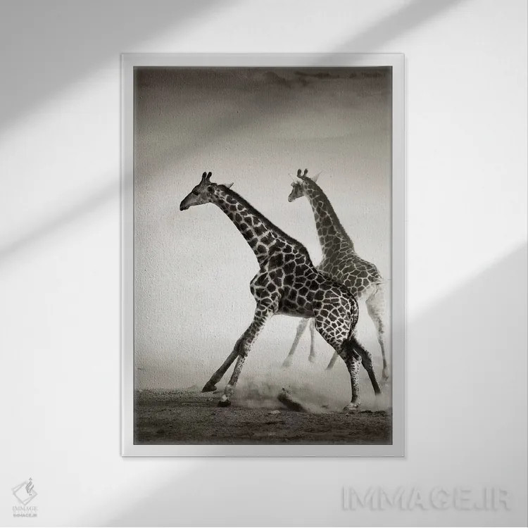 تابلو دکوراتیو زرافه ها در حال فرار اثر یوهان سوانپوئل - نمای قابدار سفید
