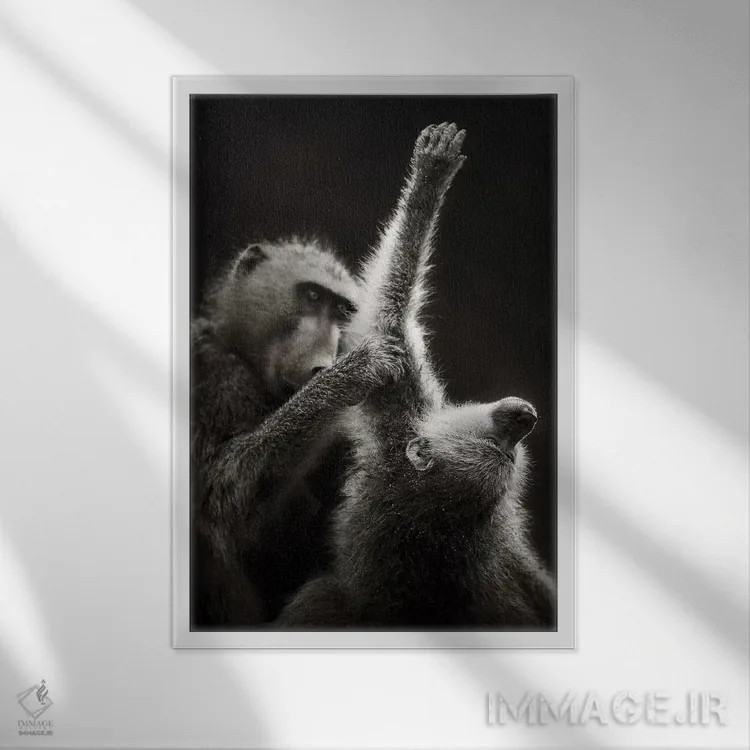 تابلو دکوراتیو بابون های چاکما در حال تیمار کردن یکدیگر اثر یوهان سوانپوئل - نمای قابدار سفید