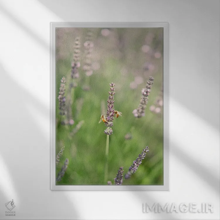 تابلو دکوراتیو زیستگاه طبیعی زنبورها اثر جاستین میلتون - نمای قابدار سفید