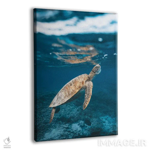 تابلو دکوراتیو لاک پشت دیواره بزرگ مرجانی زیر آب اثر جیمز وودیکا - نمای پرسپکتیو محصول