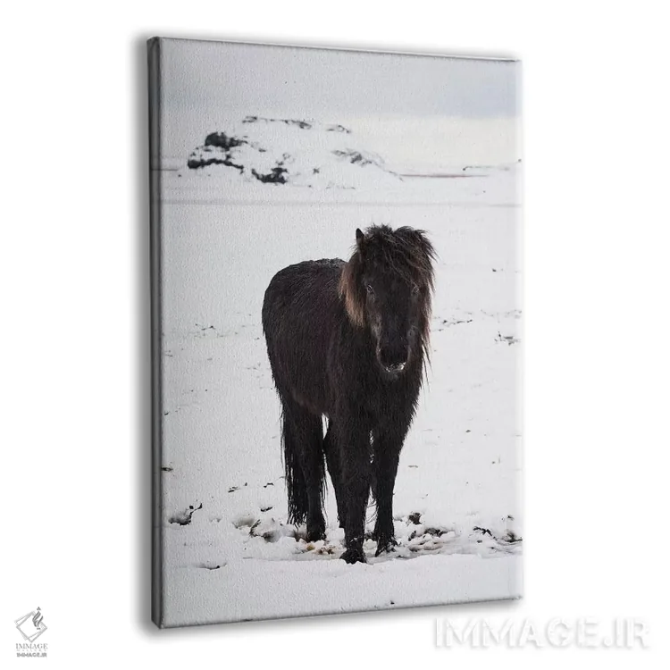 تابلو دکوراتیو اسبچه ایسلندی در برف زمستانی اثر جیمز وودیکا - نمای پرسپکتیو محصول