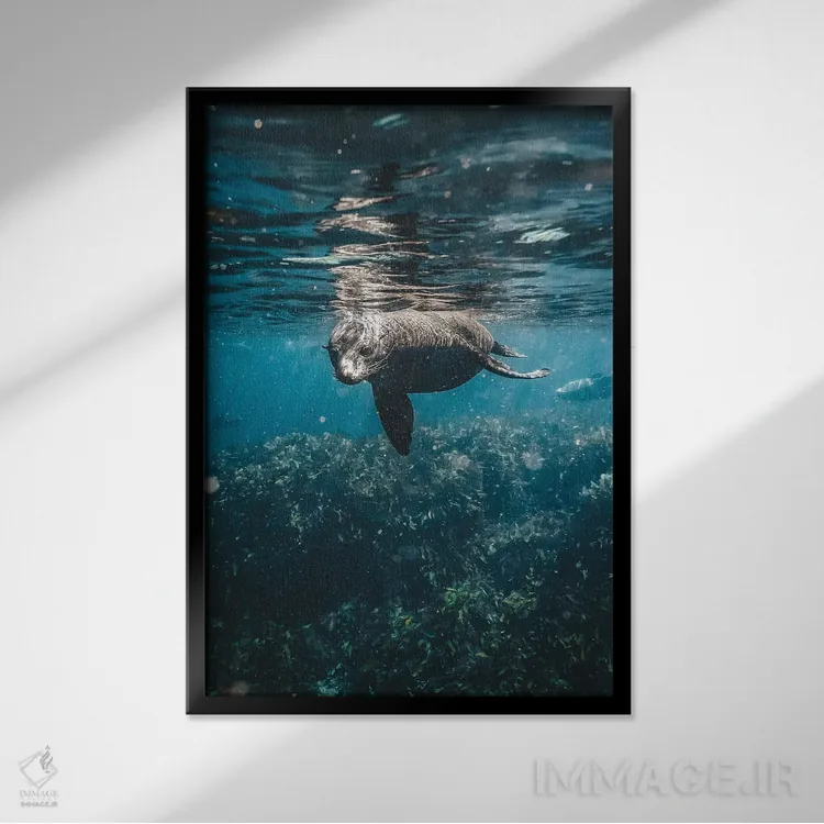 تابلو دکوراتیو شیر دریایی کنجکاو زیر آب اثر جیمز وودیکا - نمای قابدار مشکی