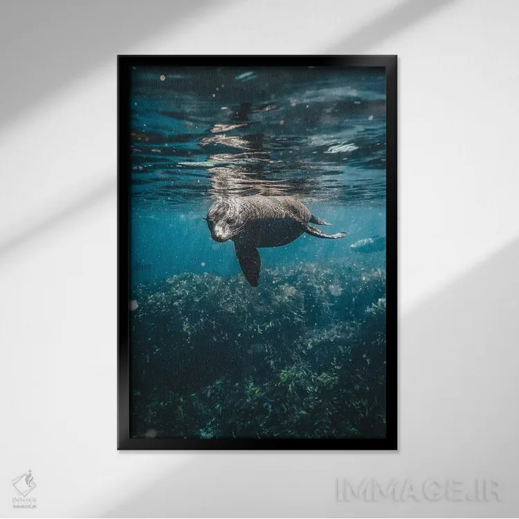 تابلو دکوراتیو شیر دریایی کنجکاو زیر آب اثر جیمز وودیکا - نمای قابدار مشکی