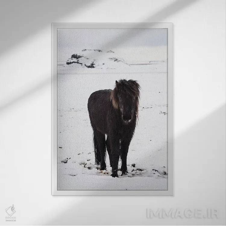تابلو دکوراتیو اسبچه ایسلندی در برف زمستانی اثر جیمز وودیکا - نمای قابدار سفید