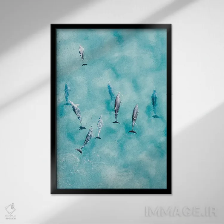 تابلو دکوراتیو دلفین های آرام اثر جکسون رابرتز - نمای قابدار مشکی