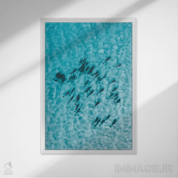 تابلو دکوراتیو دلفین های آرام اثر جکسون رابرتز - نمای قابدار سفید