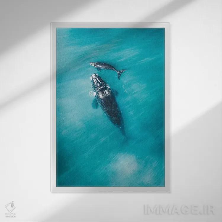 تابلو دکوراتیو نهنگ های آرام شماره سه اثر جکسون رابرتز - نمای قابدار سفید