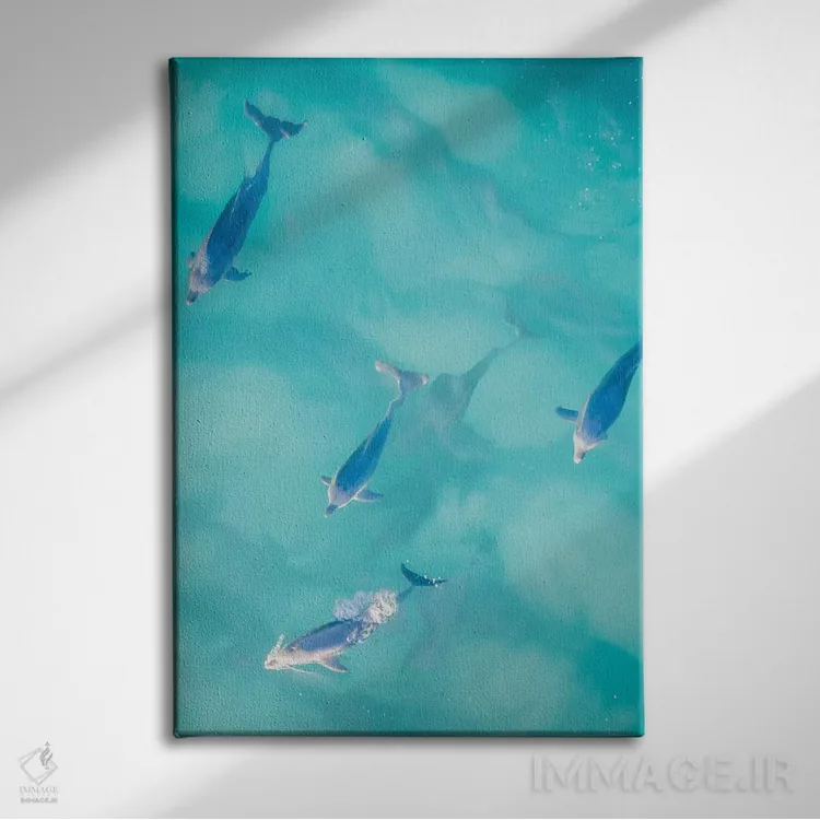 تابلو دکوراتیو دلفین های آرام شماره یک اثر جکسون رابرتز - نمای روبهرو روی دیوار