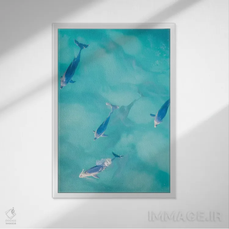 تابلو دکوراتیو دلفین های آرام شماره یک اثر جکسون رابرتز - نمای قابدار سفید