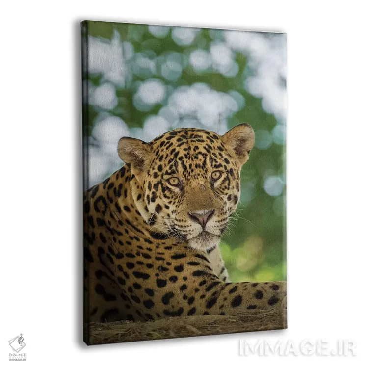 تابلو دکوراتیو Pantanal Conservation Area, Brazil,پرتره جگوار وحشی در حال ا… اثر جینز گالری - نمای پرسپکتیو محصول