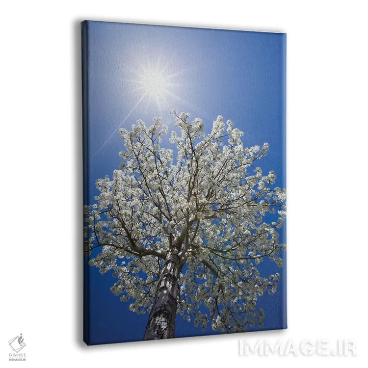 تابلو دکوراتیو California, Bishop. Flowering Pear Tree.,آمریکا، کالیفرنیا… اثر جینز گالری - نمای پرسپکتیو محصول