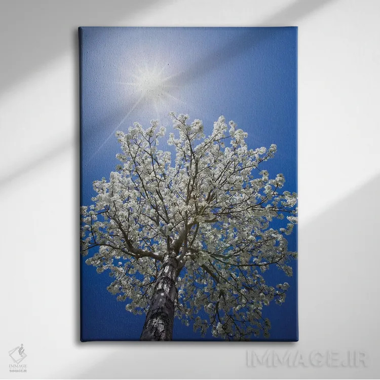 تابلو دکوراتیو California, Bishop. Flowering Pear Tree.,آمریکا، کالیفرنیا… اثر جینز گالری - نمای روبهرو روی دیوار