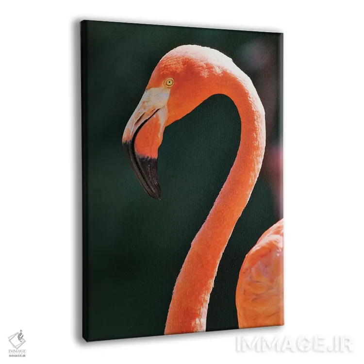 تابلو دکوراتیو California, Sacramento. Flamingo At Sacramento Zoo.,آمریکا… اثر جینز گالری - نمای پرسپکتیو محصول