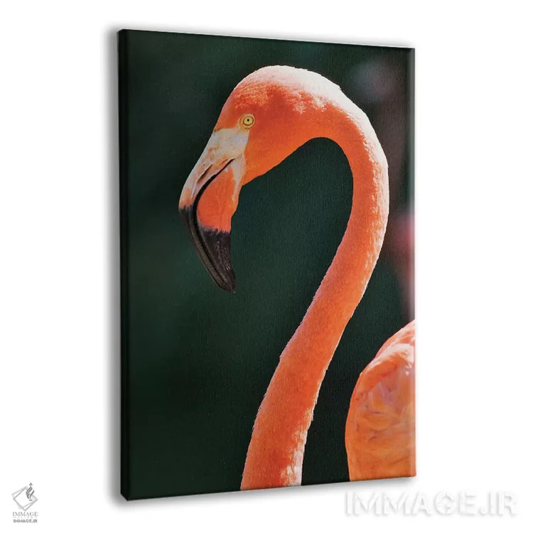 تابلو دکوراتیو California, Sacramento. Flamingo At Sacramento Zoo.,آمریکا… اثر جینز گالری - نمای پرسپکتیو محصول