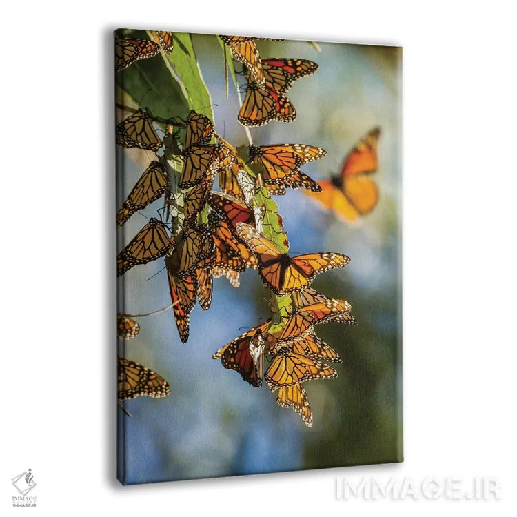 تابلو دکوراتیو California, San Luis Obispo County. Clustering Monarch Butte… اثر جینز گالری - نمای پرسپکتیو محصول