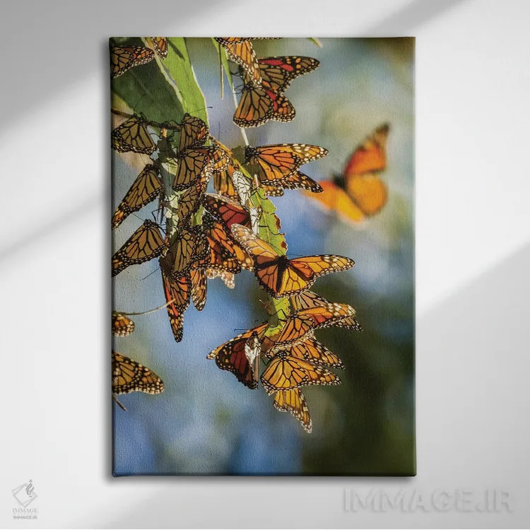 تابلو دکوراتیو California, San Luis Obispo County. Clustering Monarch Butte… اثر جینز گالری - نمای روبهرو روی دیوار