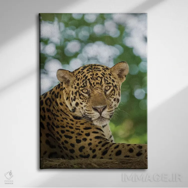 تابلو دکوراتیو Pantanal Conservation Area, Brazil,پرتره جگوار وحشی در حال ا… اثر جینز گالری - نمای روبهرو روی دیوار