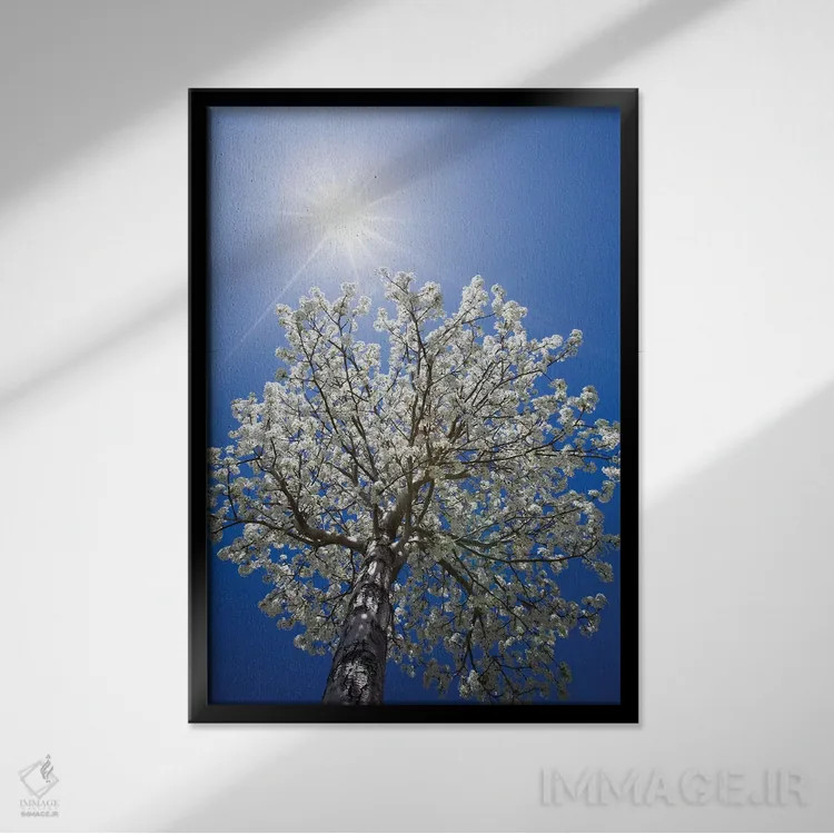 تابلو دکوراتیو California, Bishop. Flowering Pear Tree.,آمریکا، کالیفرنیا… اثر جینز گالری - نمای قابدار مشکی