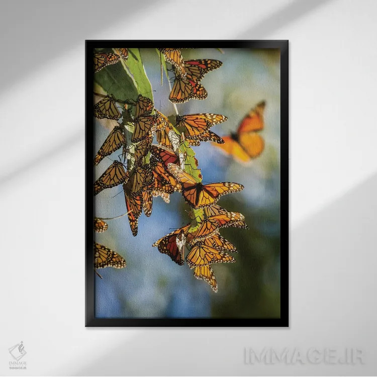 تابلو دکوراتیو California, San Luis Obispo County. Clustering Monarch Butte… اثر جینز گالری - نمای قابدار مشکی