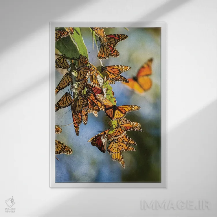 تابلو دکوراتیو California, San Luis Obispo County. Clustering Monarch Butte… اثر جینز گالری - نمای قابدار سفید