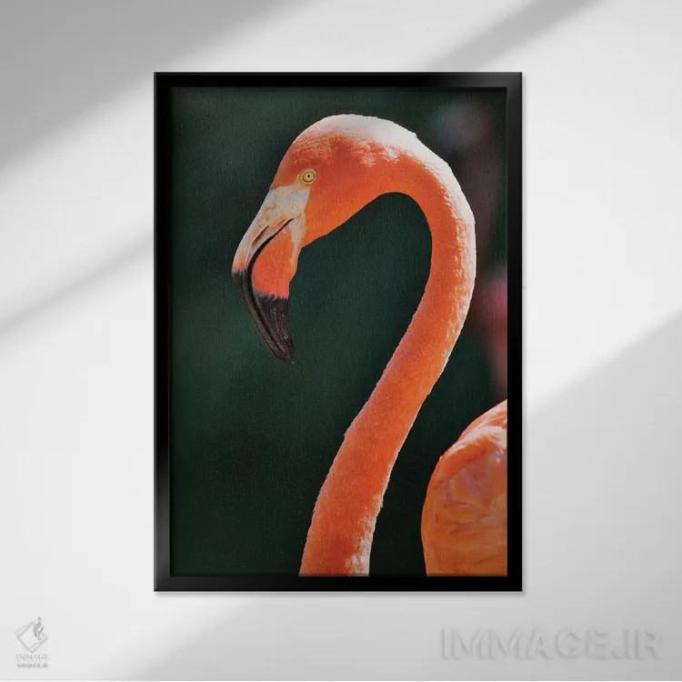 تابلو دکوراتیو California, Sacramento. Flamingo At Sacramento Zoo.,آمریکا… اثر جینز گالری - نمای قابدار مشکی