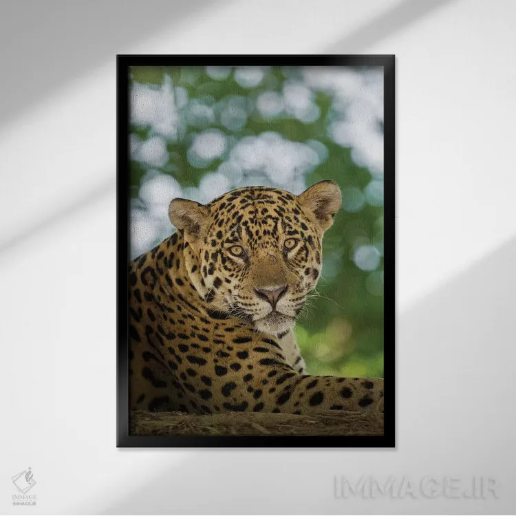 تابلو دکوراتیو Pantanal Conservation Area, Brazil,پرتره جگوار وحشی در حال ا… اثر جینز گالری - نمای قابدار مشکی