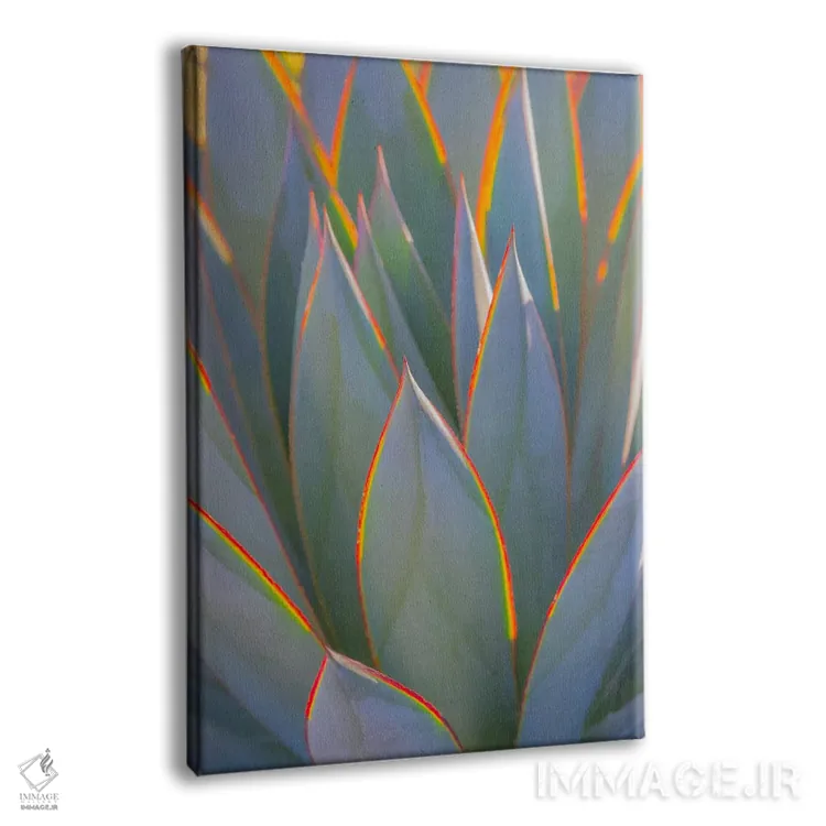تابلو دکوراتیو California, Morro Bay. Backlit agave leaves.,آمریکا، کالیفرن… اثر جینز گالری - نمای پرسپکتیو محصول