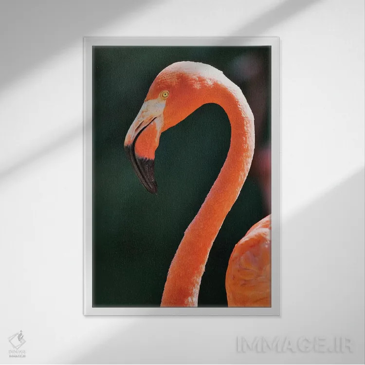 تابلو دکوراتیو California, Sacramento. Flamingo At Sacramento Zoo.,آمریکا… اثر جینز گالری - نمای قابدار سفید