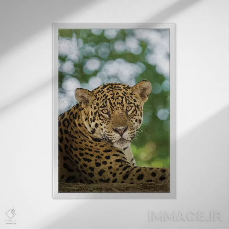 تابلو دکوراتیو Pantanal Conservation Area, Brazil,پرتره جگوار وحشی در حال ا… اثر جینز گالری - نمای قابدار سفید