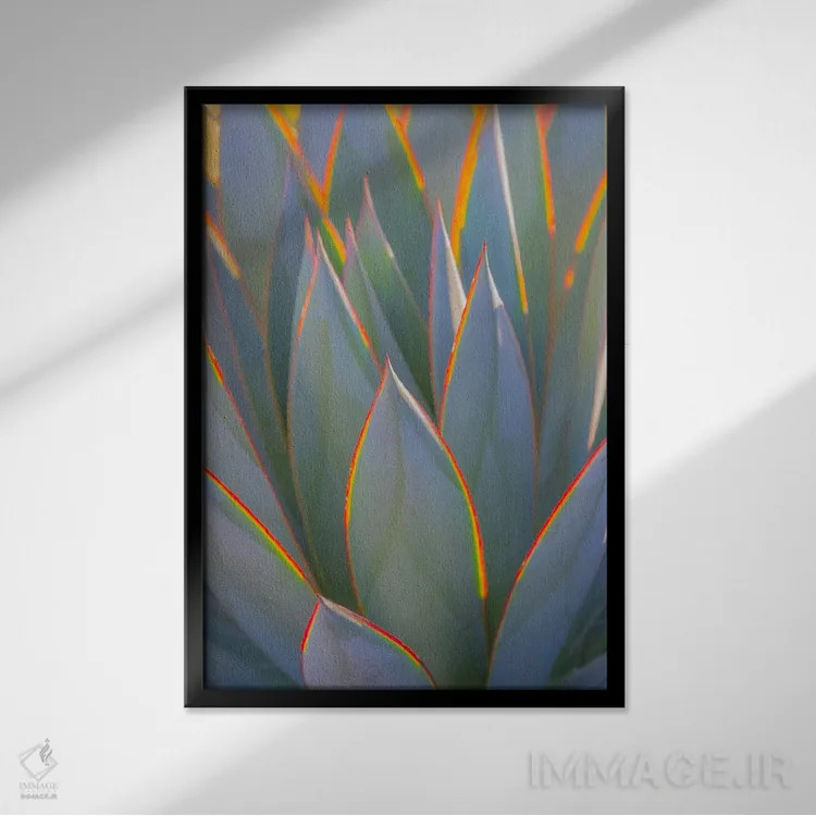 تابلو دکوراتیو California, Morro Bay. Backlit agave leaves.,آمریکا، کالیفرن… اثر جینز گالری - نمای قابدار مشکی
