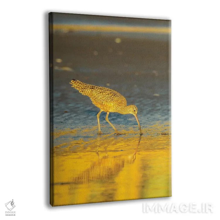 تابلو دکوراتیو California, San Luis Obispo County. Long-Billed Curlew Feedi… اثر جینز گالری - نمای پرسپکتیو محصول