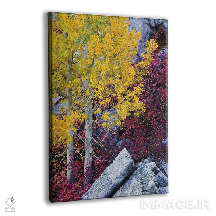 تابلو دکوراتیو California, Sierra Nevada Mountains. Mountain Dogwood And As… اثر جینز گالری - نمای پرسپکتیو محصول