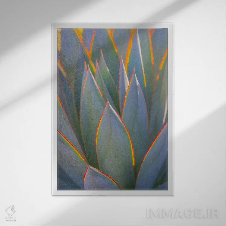تابلو دکوراتیو California, Morro Bay. Backlit agave leaves.,آمریکا، کالیفرن… اثر جینز گالری - نمای قابدار سفید
