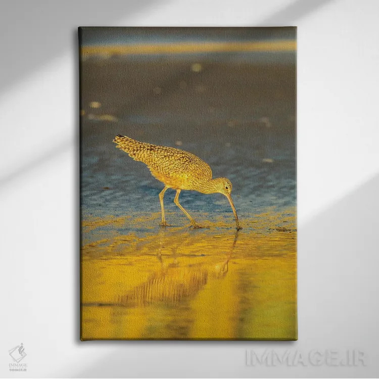 تابلو دکوراتیو California, San Luis Obispo County. Long-Billed Curlew Feedi… اثر جینز گالری - نمای روبهرو روی دیوار