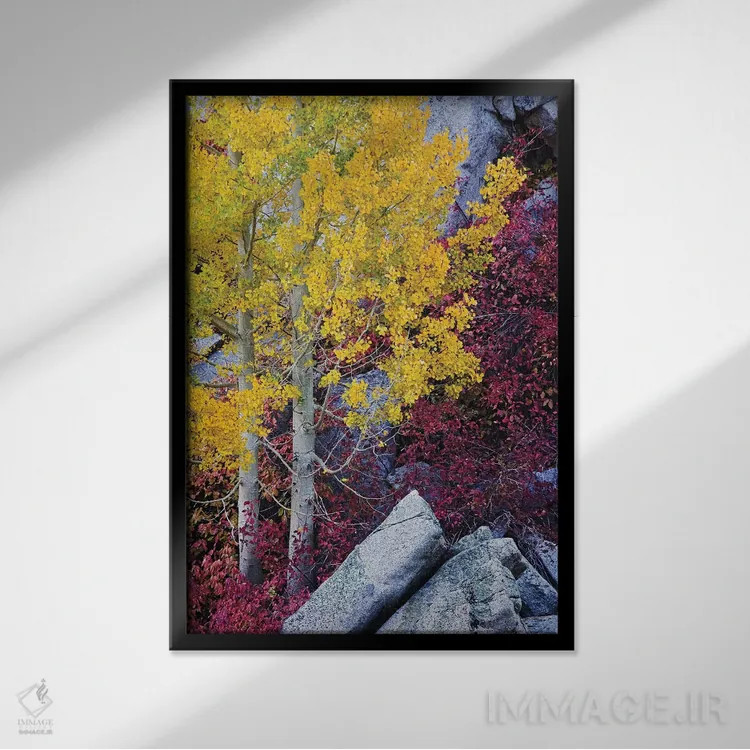 تابلو دکوراتیو California, Sierra Nevada Mountains. Mountain Dogwood And As… اثر جینز گالری - نمای قابدار مشکی