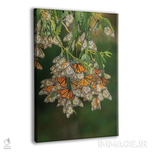 تابلو دکوراتیو California, San Luis Obispo County. Monarch butterflies in w… اثر جینز گالری - نمای پرسپکتیو محصول