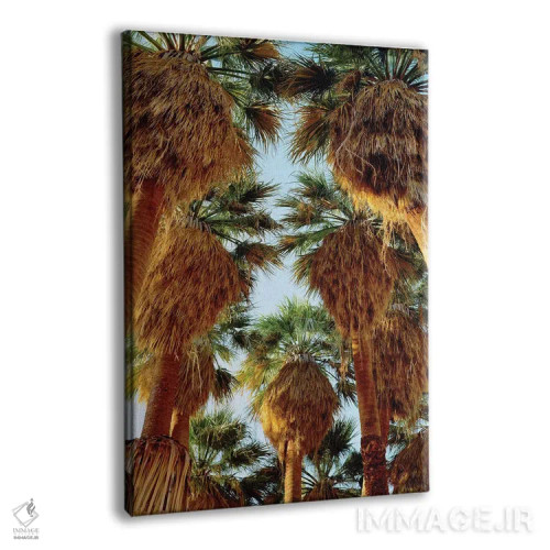 تابلو دکوراتیو California, Anza-Borrego Desert State Park. Native Fan Palm… اثر جینز گالری - نمای پرسپکتیو محصول