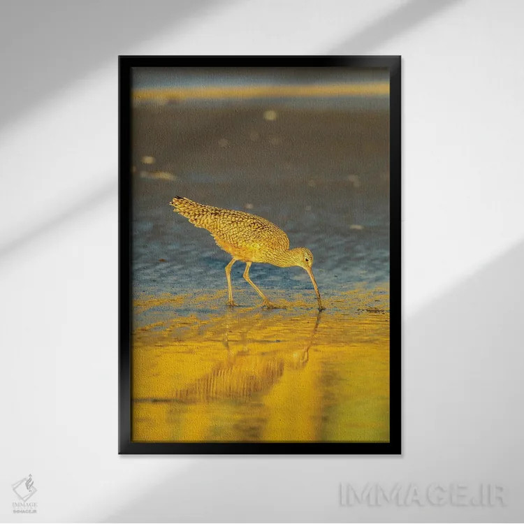تابلو دکوراتیو California, San Luis Obispo County. Long-Billed Curlew Feedi… اثر جینز گالری - نمای قابدار مشکی