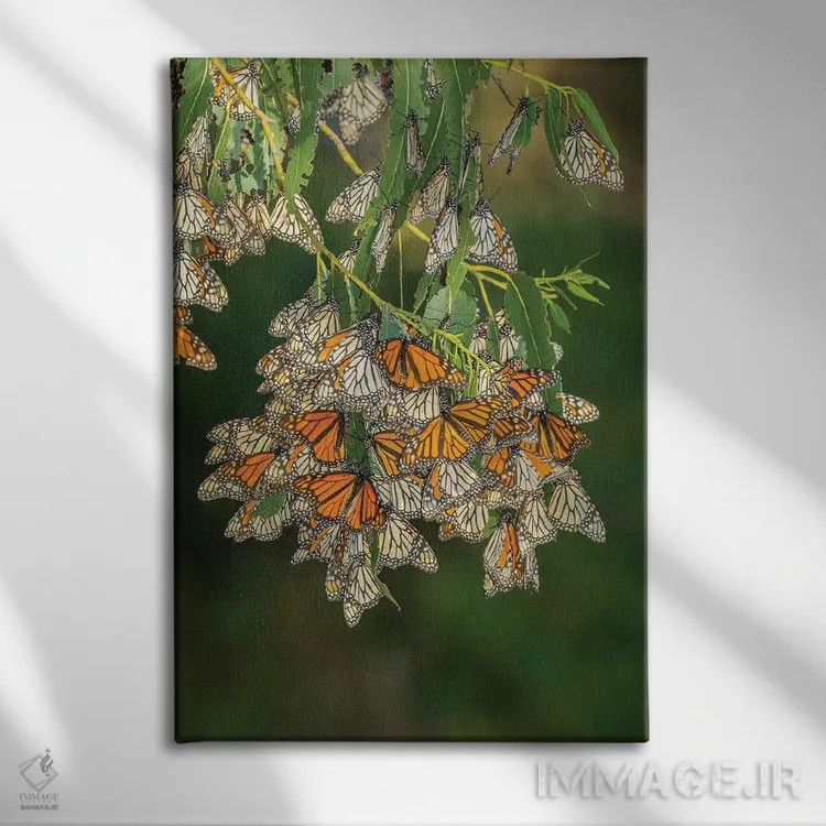 تابلو دکوراتیو California, San Luis Obispo County. Monarch butterflies in w… اثر جینز گالری - نمای روبهرو روی دیوار
