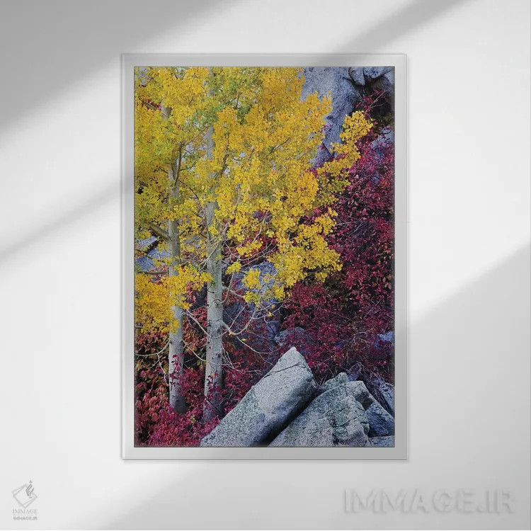 تابلو دکوراتیو California, Sierra Nevada Mountains. Mountain Dogwood And As… اثر جینز گالری - نمای قابدار سفید