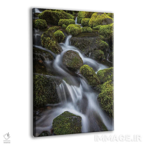 تابلو دکوراتیو Washington State, Olympic National Park. Cedar Creek scenic.… اثر جینز گالری - نمای پرسپکتیو محصول