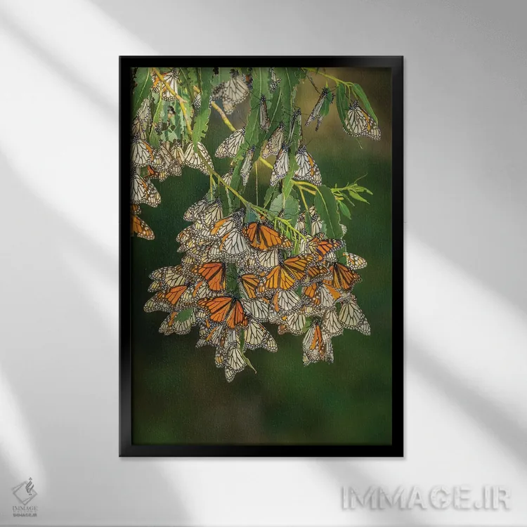 تابلو دکوراتیو California, San Luis Obispo County. Monarch butterflies in w… اثر جینز گالری - نمای قابدار مشکی