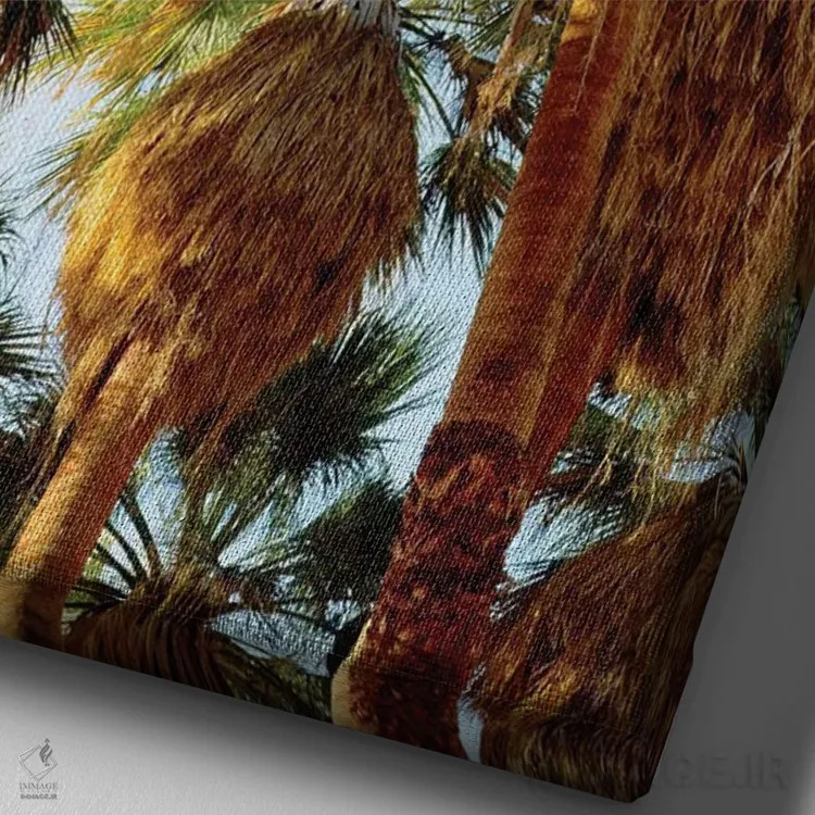 تابلو دکوراتیو California, Anza-Borrego Desert State Park. Native Fan Palm… اثر جینز گالری - نمای نزدیک بافت بوم