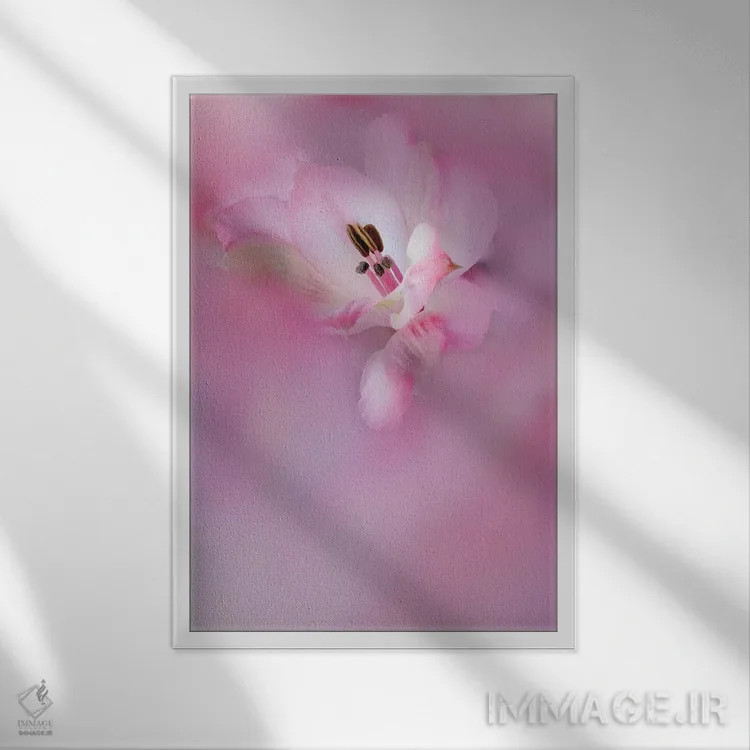 تابلو دکوراتیو California. Close-Up Of Alstroemeria Flower.,نمای نزدیک گل آ… اثر جینز گالری - نمای قابدار سفید
