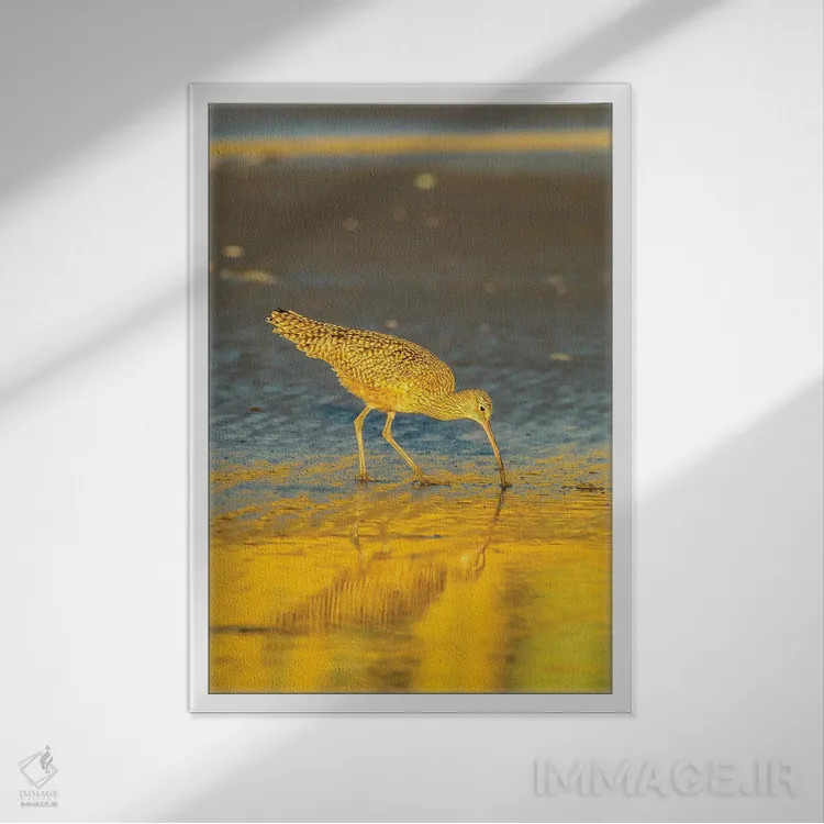 تابلو دکوراتیو California, San Luis Obispo County. Long-Billed Curlew Feedi… اثر جینز گالری - نمای قابدار سفید