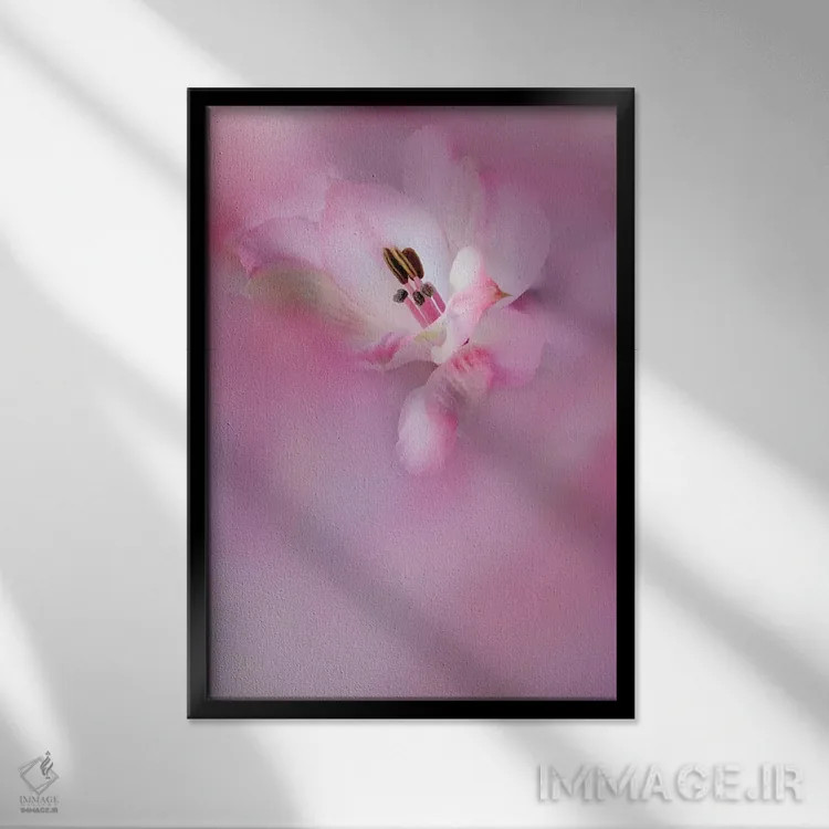 تابلو دکوراتیو California. Close-Up Of Alstroemeria Flower.,نمای نزدیک گل آ… اثر جینز گالری - نمای قابدار مشکی