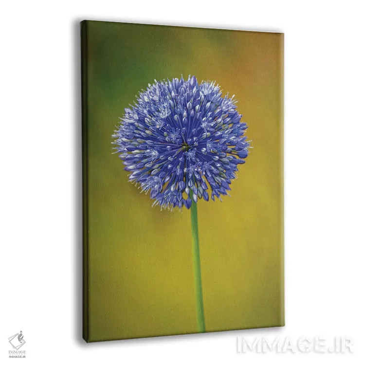 تابلو دکوراتیو Colorado, Fort Collins. Blue Allium Flower Close-Up.,نمای نز… اثر جینز گالری - نمای پرسپکتیو محصول
