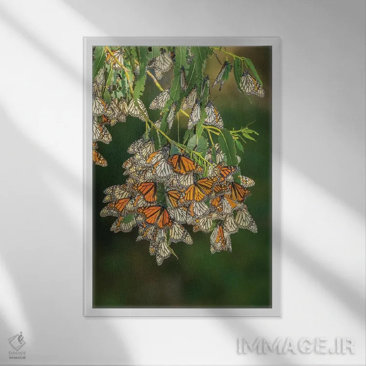 تابلو دکوراتیو California, San Luis Obispo County. Monarch butterflies in w… اثر جینز گالری - نمای قابدار سفید