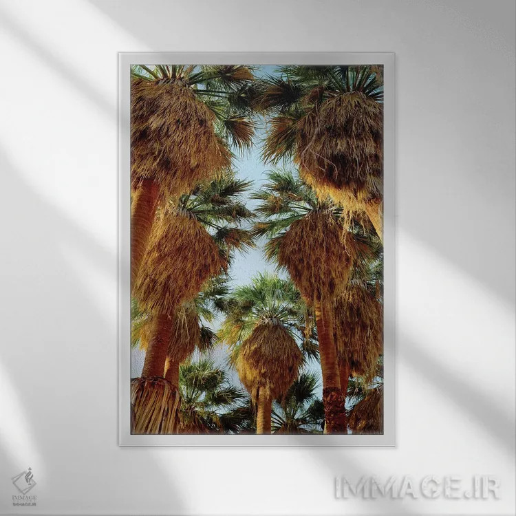 تابلو دکوراتیو California, Anza-Borrego Desert State Park. Native Fan Palm… اثر جینز گالری - نمای قابدار سفید